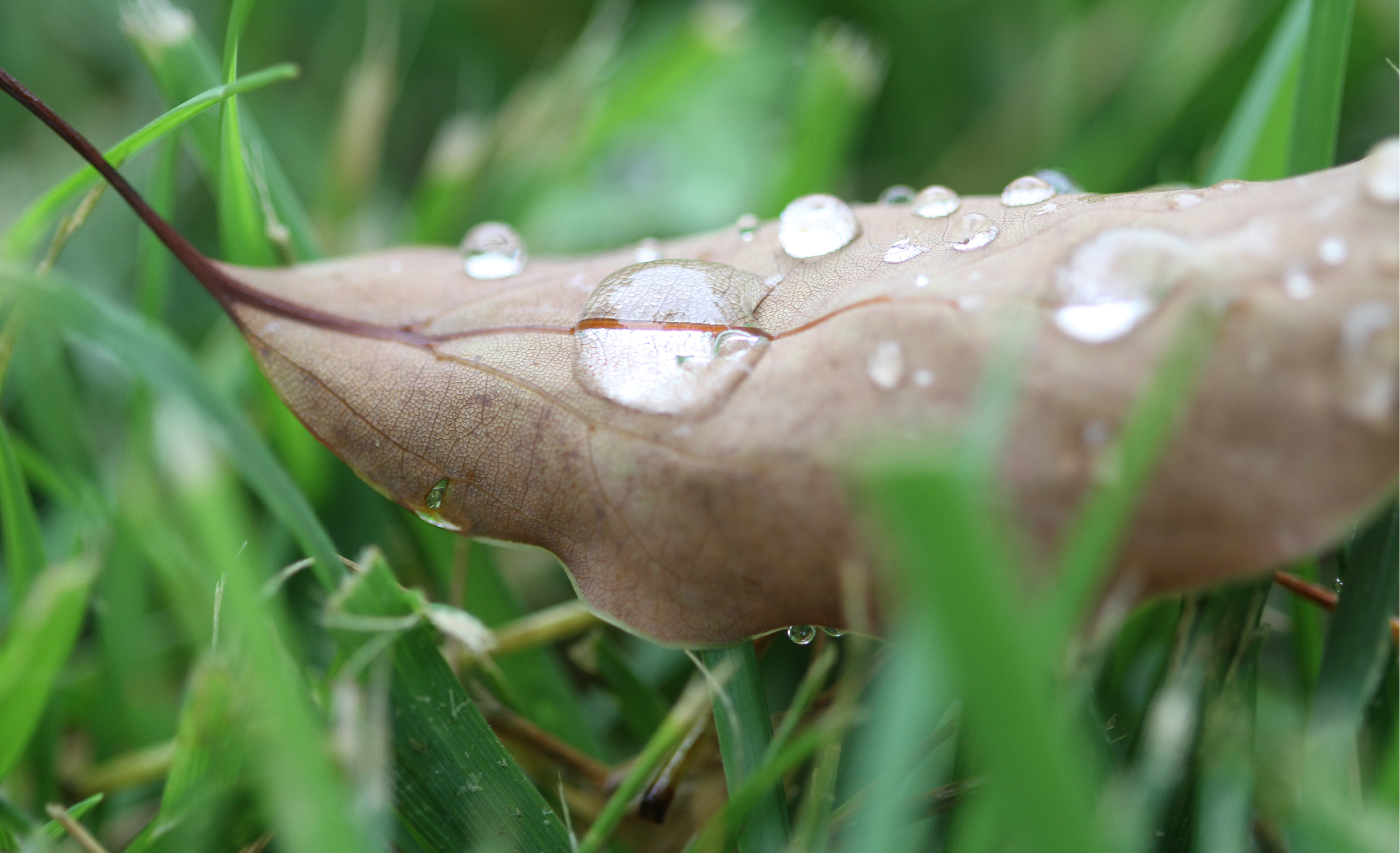 Water conservation leaf